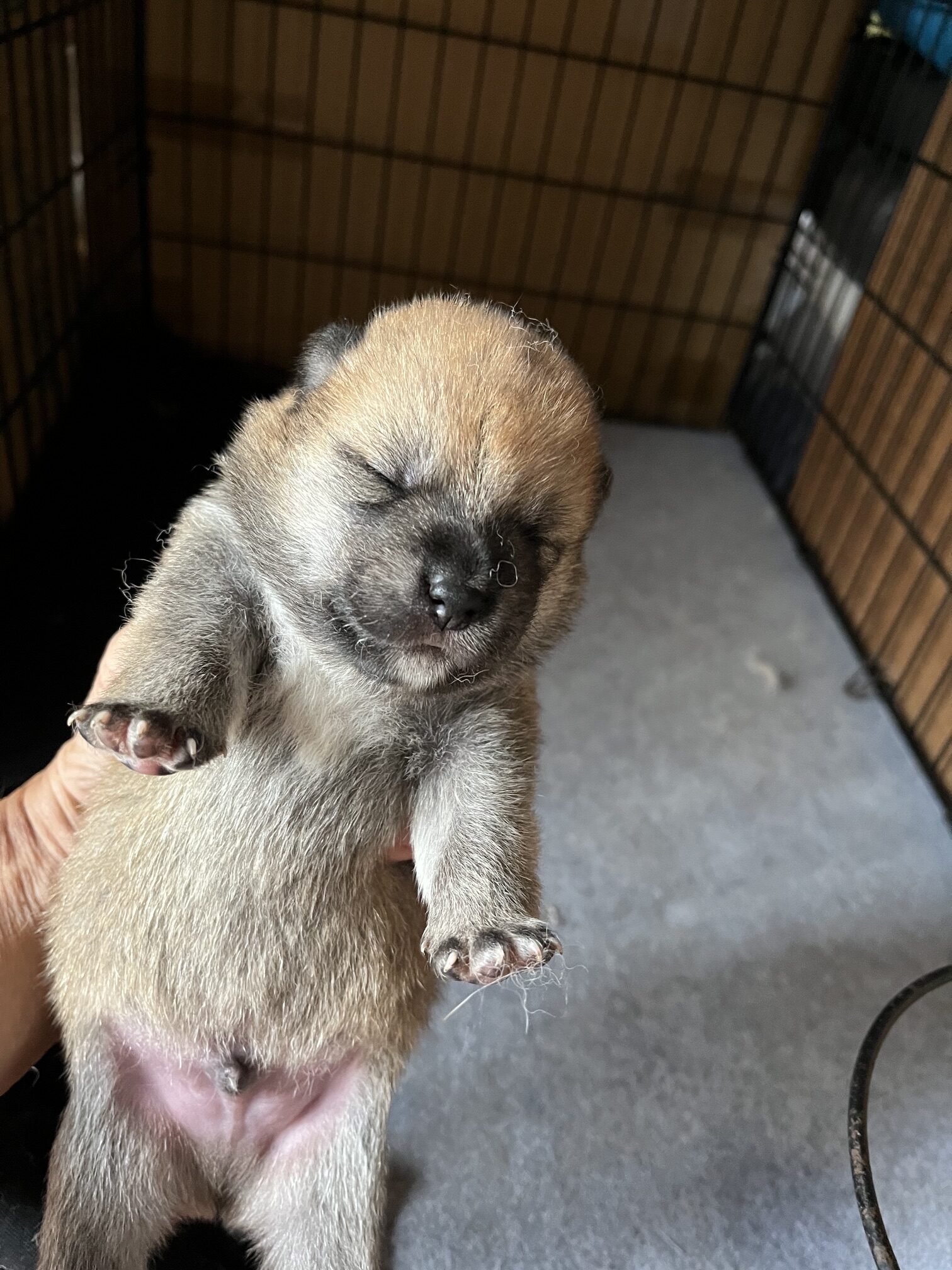 雄  子 犬 紹 介
